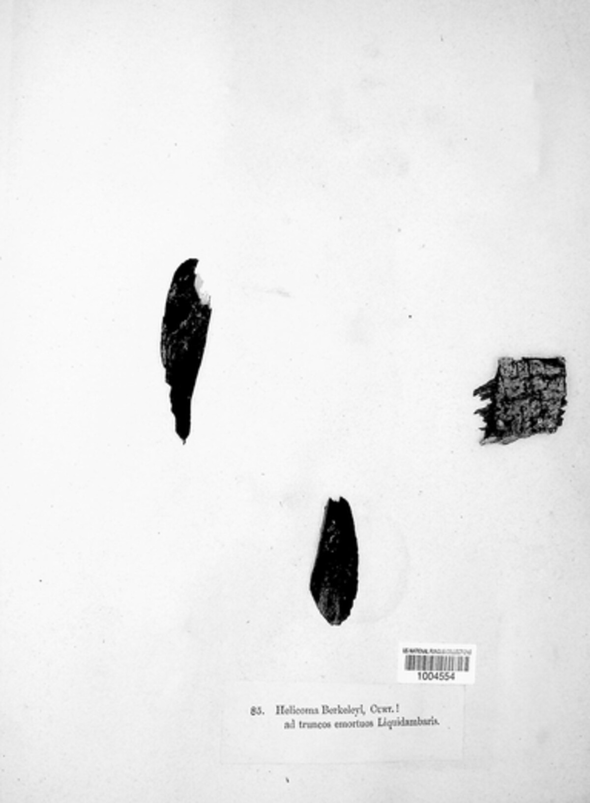 Xenosporium berkeleyi image